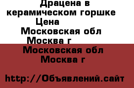 Драцена в керамическом горшке › Цена ­ 1 000 - Московская обл., Москва г.  »    . Московская обл.,Москва г.
